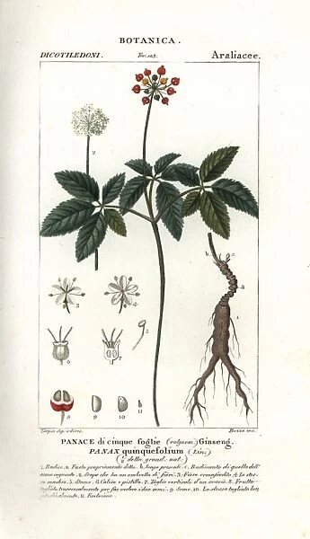 Nhân sâm Mỹ (Panax quinquefolius)