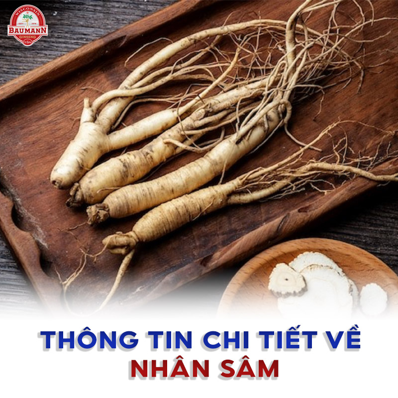 Thông tin chi tiết về nhân sâm