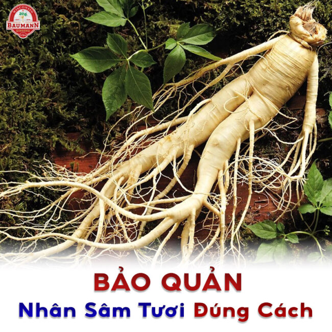 Bảo quản nhân sâm tươi đúng cách