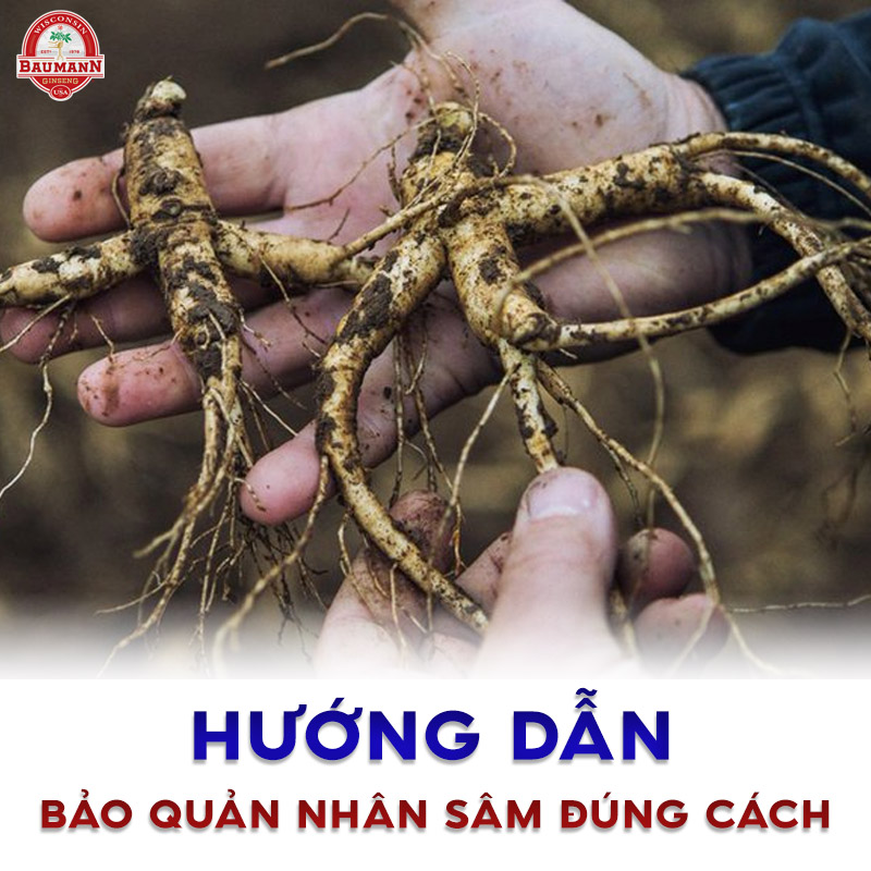 Hướng dẫn bảo quản nhân sâm đúng cách